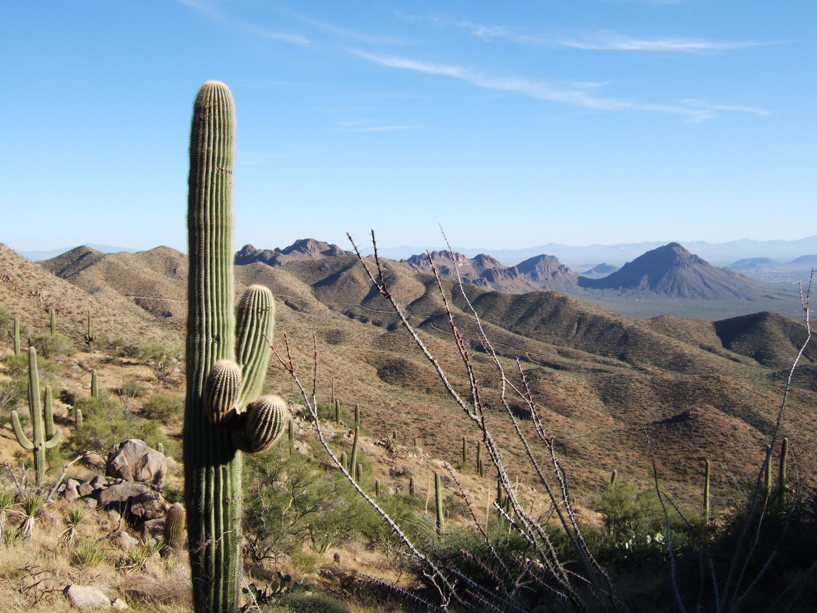 Saguaro NP, Arizona